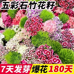 五彩石竹花种籽子美国常夏初吻石竹开花耐寒多年生花籽孑苗