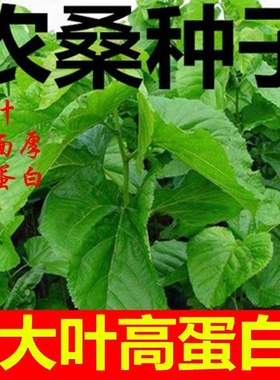大叶蚕桑种子 强桑种子 养蚕喂蚕桑叶树种子 农桑14号 饲料桑葚籽