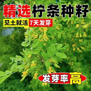 柠条种子护坡灌木草籽锦鸡儿白柠条种籽固沙保土树种简单护坡绿化