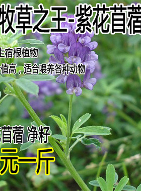 紫花苜蓿种子多年生四季南北方牧草籽芽苗菜绿化蜜源绿肥草木犀