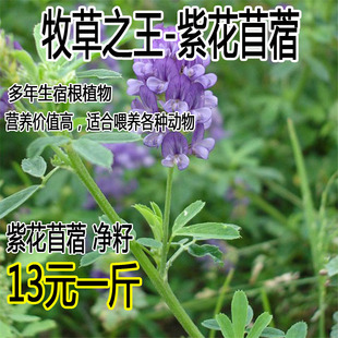 紫花苜蓿种子多年生四季南北方牧草籽芽苗菜绿化蜜源绿肥草木犀