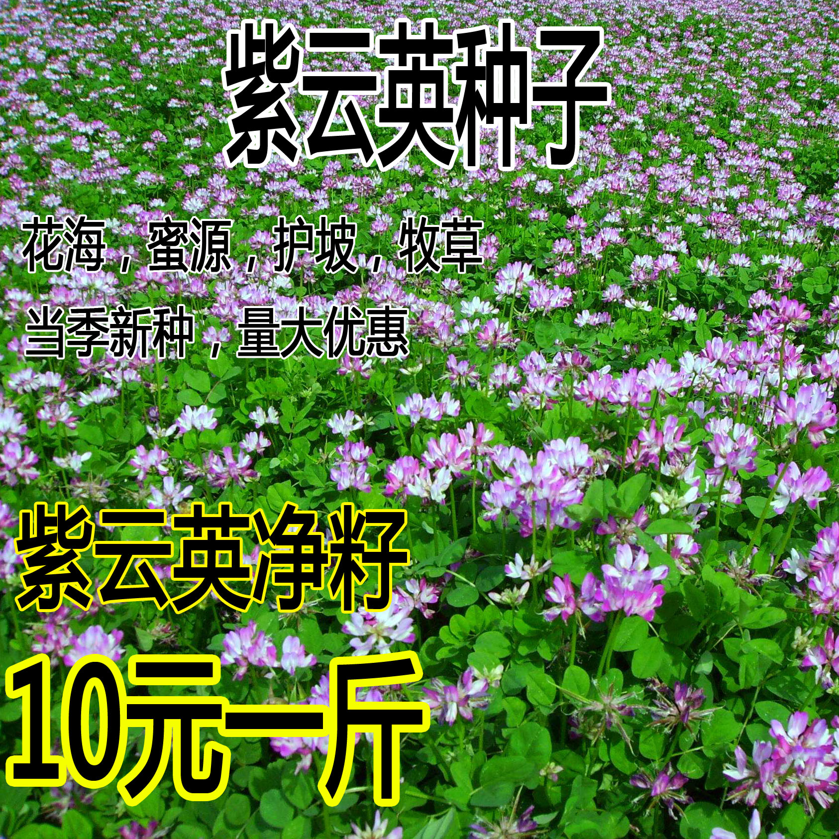 牧草养蜂蜜源野菜包邮紫云英种子