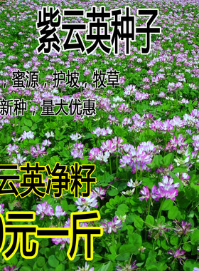 紫云英种子红花草种子养蜂蜜源高产绿肥牧草种子食用野菜种籽包邮