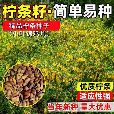柠条种子护坡灌木草籽锦鸡儿白柠