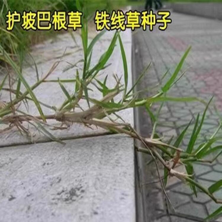 巴根草牛筋草种子铁线草护坡草籽爬地草狗牙根护坡种子防水土流失