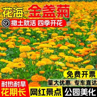 重瓣大花金盏菊花种籽易种易活耐旱耐热网红花海景观花籽花卉种子