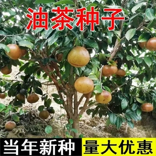 油茶种子大果红花油茶种子白花油茶茶花山茶茶树种子油茶树籽