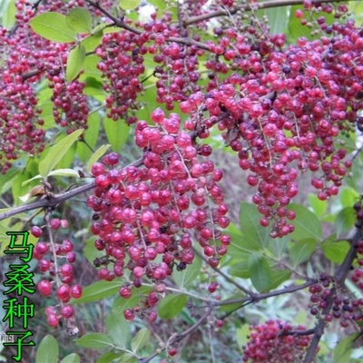 马桑种子水马桑醉鱼车桑子