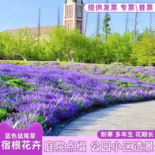 蓝花鼠尾草种子紫花红花易种好开花庭院室外宿根耐寒花卉景观花