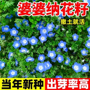 穗花婆婆纳花籽耐寒开花园林绿化景观室内外庭院易活花种子孑