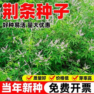荆条种子牡荆五指风五指柑黄荆柴黄金子蜜源绿肥护坡固土防沙种籽