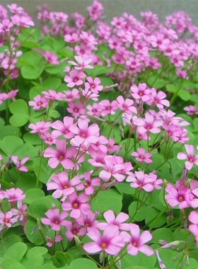 多年生宿根红花三叶草籽酢浆草幸运草炸酱草种子红三叶种子花种籽