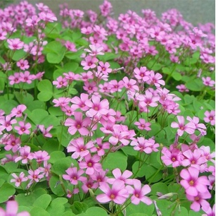 多年生宿根红花三叶草籽酢浆草幸运草炸酱草种子红三叶种子花种籽