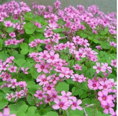 多年生宿根红花三叶草炸酱草花种