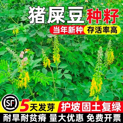 猪屎豆种子护坡固土草籽生态修复