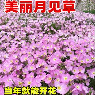 美丽月见草花种子播种开花种籽野花种子易活庭院室外阳台花卉