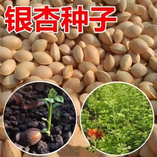 银杏树种子白果庭院园林绿化苗木行道树金叶银杏种籽南方北方种植