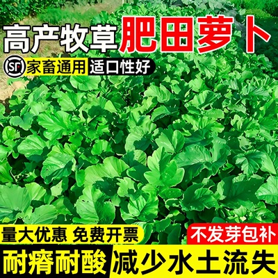 肥田萝卜种子耐寒耐旱天然果园绿肥种籽蜜源固氮抑制杂草畜牧养殖