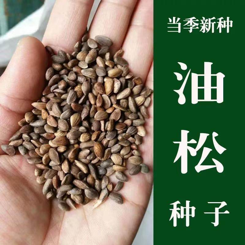 新采油松种子松树种籽短叶松马尾松红皮松东北黑松雪松罗汉松松柏图片