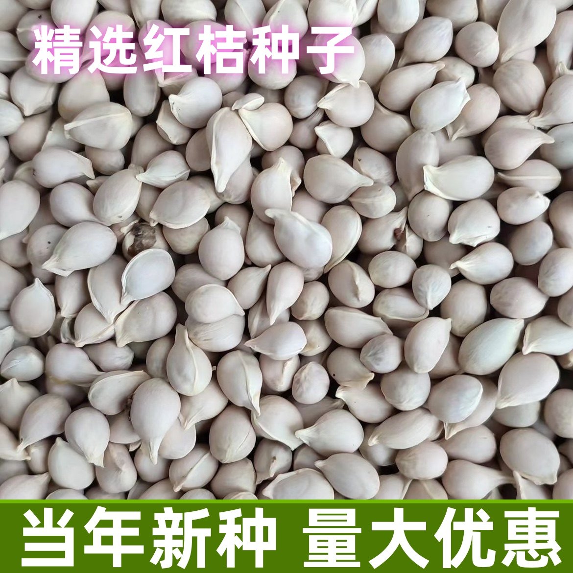新采红桔种子红橘种子篱笆墙种子可嫁接砧木籽嫁橙子柑橘蜜橘