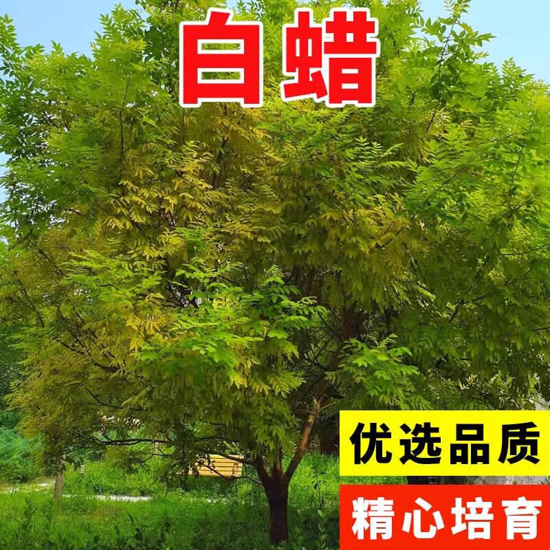 白蜡树种子 园林绿化苗木种子 白腊种子白蜡树 销售各种苗木种子