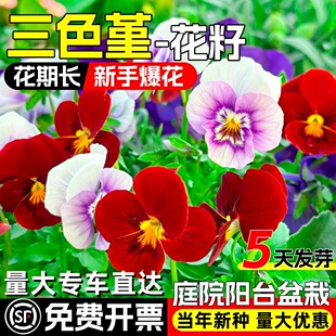 三色堇种子四季播种耐寒花籽庭院室内外阳台盆栽种植角堇花卉种籽