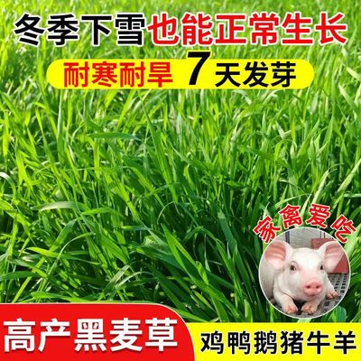 黑麦草种子四季多年生黑麦草籽冬牧70耐寒鱼草种籽畜牧养殖牧草种