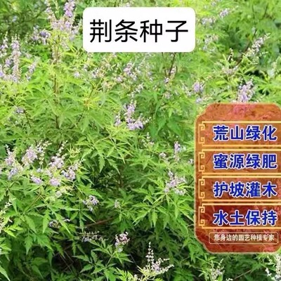 野刺玫花绿化苗木柏树籽荆条种子