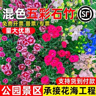五彩石竹花种子四季播种耐旱花籽公园景区花海工程野花组合花种籽