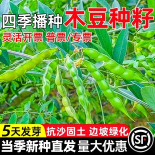 木豆种子护坡固土草籽边坡复绿工程绿化生态修复耐寒耐旱灌木种籽