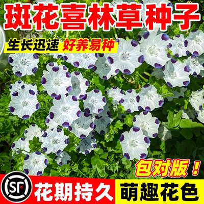 斑花喜林草种子五个点粉蝶花婴儿的眼泪琉璃唐草三色盆栽幌菊种籽
