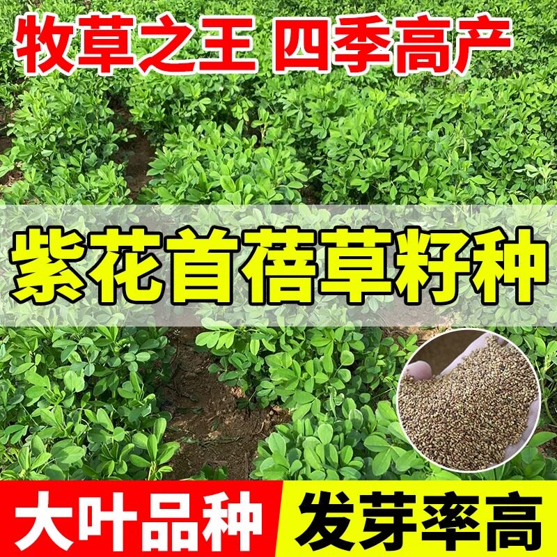 紫花苜蓿草种籽多年生四季家禽养殖草种籽喂鱼兔鸡鹅牛羊牧草种子