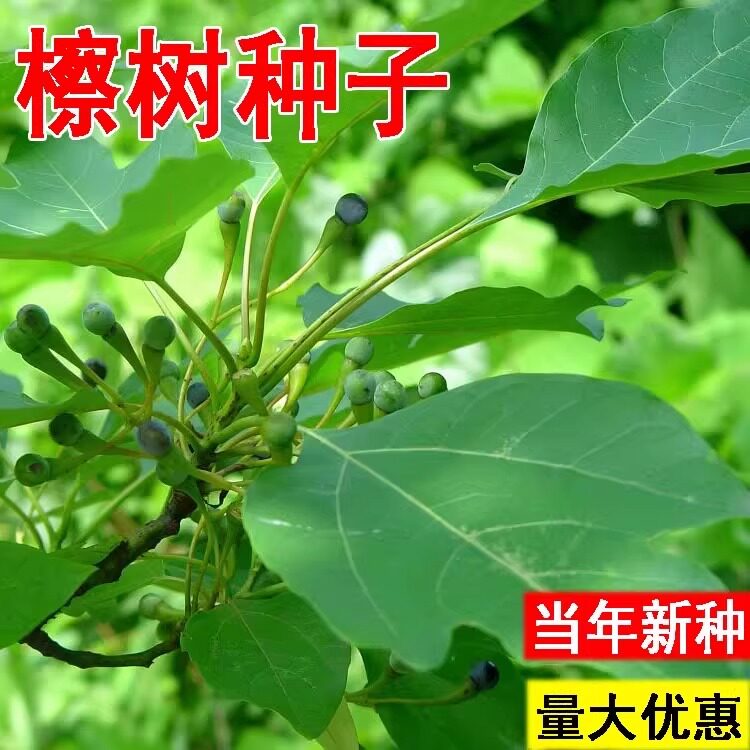 檫木种子檫树种子擦木种子桐梓树 黄揪树种子恒温冷藏 林木种子