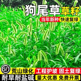 狗尾草种子耐旱耐盐碱护坡固土草籽荒山复绿边坡工程绿化观赏种籽