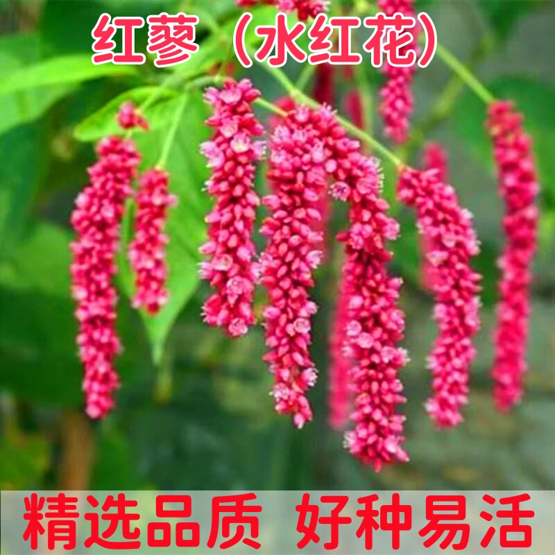红蓼种子东北红草种子中草药植物东方蓼籽大红蓼新奇观赏花卉盆栽