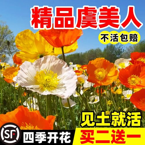 虞美人花种四季多年生耐寒混色冰岛虞美人种子阳台盆栽室外花种籽