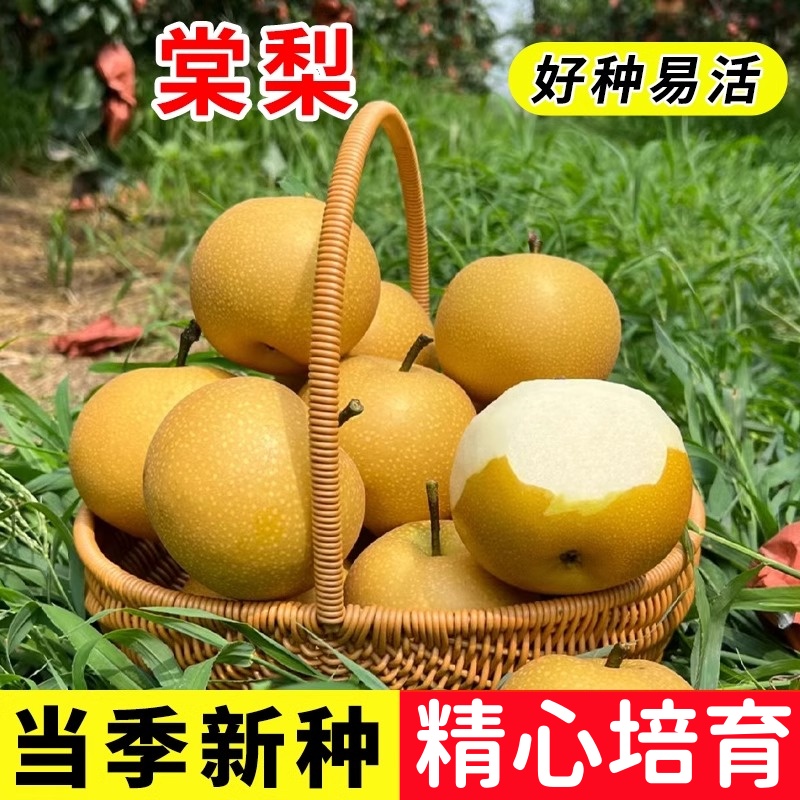 棠梨果树杜梨种子棠梨野生酸梨子