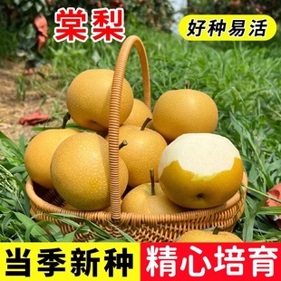 棠梨果树 杜梨种子 棠梨野生酸梨子 海棠梨 南方梨树种子