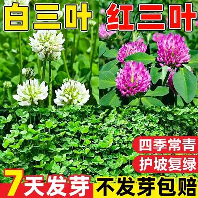 进口三叶草种子四季常青耐寒