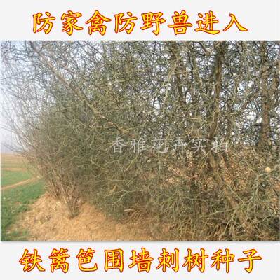 围墙种子铁篱笆种子刺树种子 荆棘种子 带刺树种子 带刺树 鸟不站