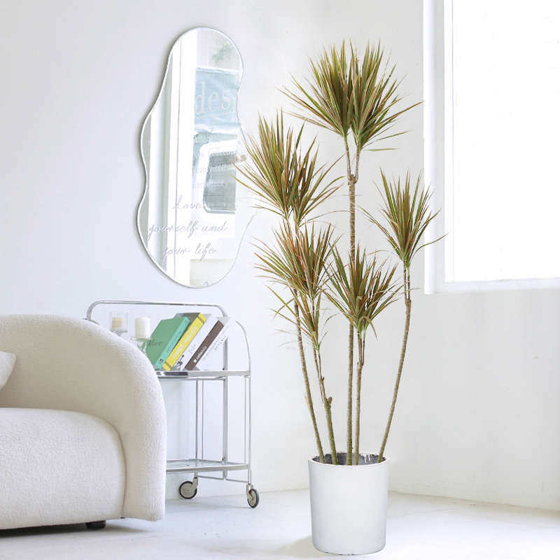 红马尾铁千年室内北欧大型观叶绿办公室植造型盆栽客厅木植物网