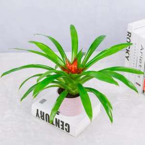 【室外植物盆栽阳台水养图片】室外植物盆栽阳