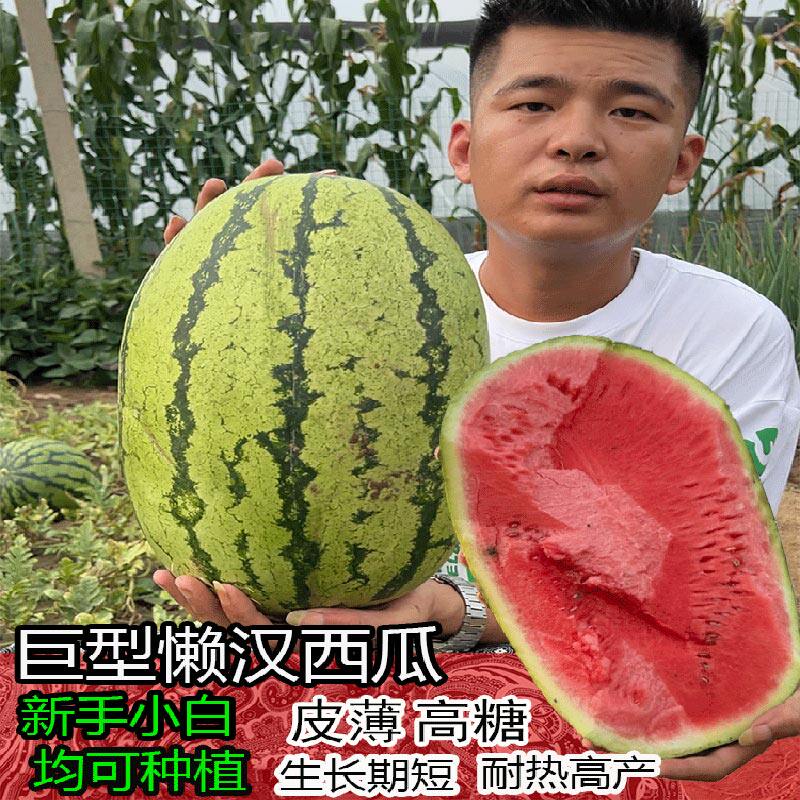 巨型懒汉西瓜种子四季水果早熟脆甜特大西瓜种籽麒麟西瓜耐热春秋