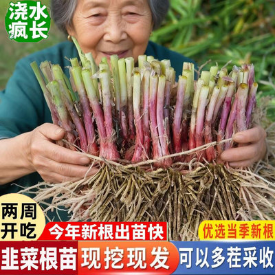 宽叶紫根韭菜根苗现挖阳台盆栽