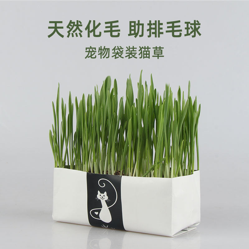 猫草盆栽小麦种子粒土培水培幼猫化毛草猫草粒猫薄荷零食猫咪用品
