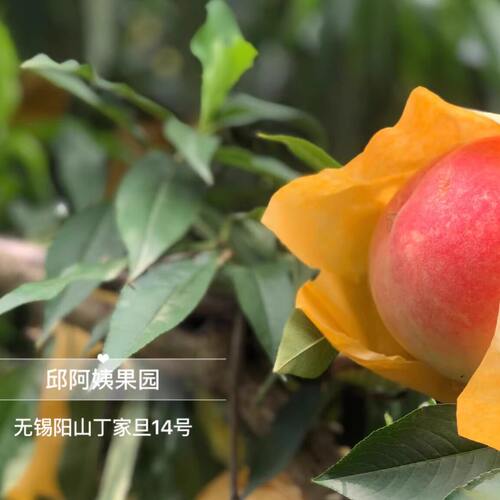 这是湖景邱阿姨果园自家