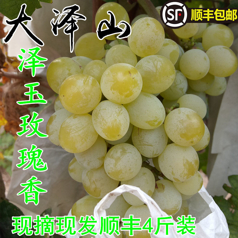 新鲜现摘大泽山白玫瑰香葡萄泽山一号泽玉绿葡萄阳光孕妇当季水果