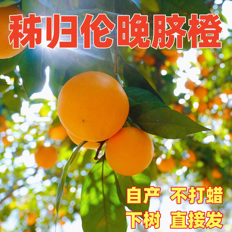正宗秭归伦晚脐橙新鲜橙
