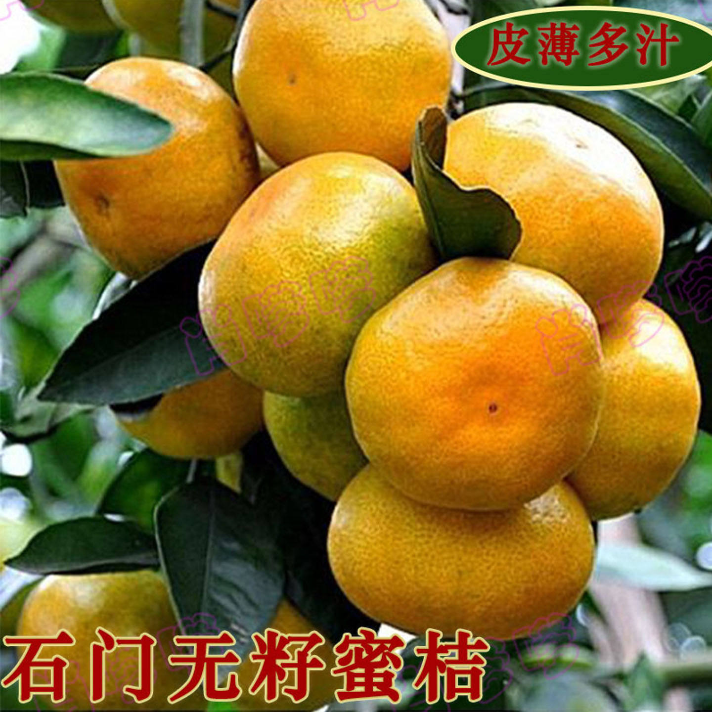 湖南石门蜜桔无籽早熟秀萍桔子新鲜水果橘子当季孕妇水果柑橘包邮
