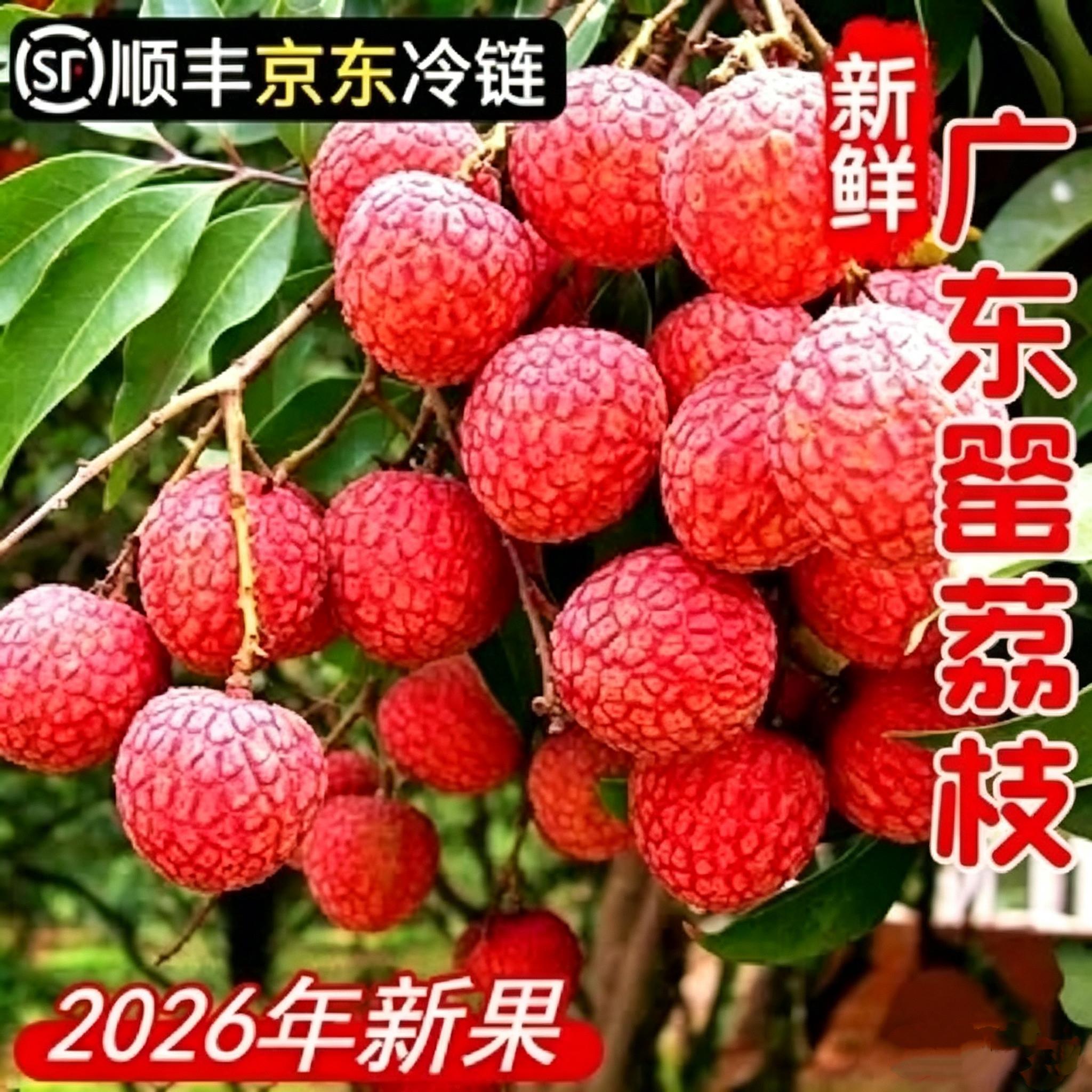 现摘现发茂名荔枝新鲜老